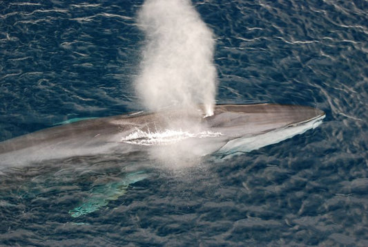 Summer holiday for whales - in the North Sea!