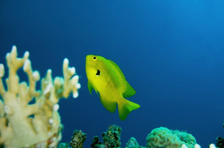 Fish Competition within Degraded Coral Reef Ecosystems