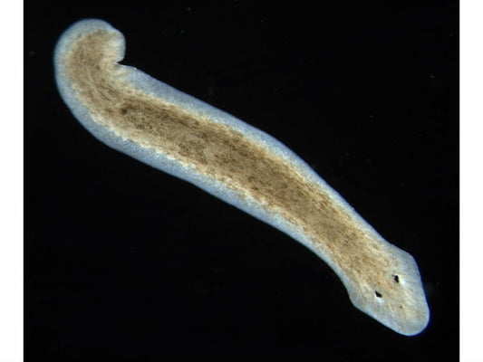 Flatworm Sexuality