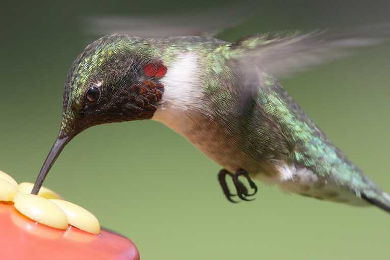 Fluttering tail-feathers strike winning note for male hummingbirds
