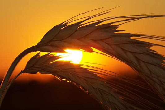 Food harvests dragged lower by global warming