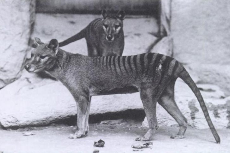 Forearms point to Tasmanian tiger as a solitary hunter