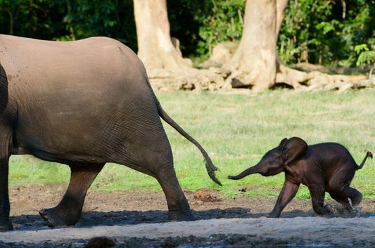 Forest Elephants Disappear as We Watch