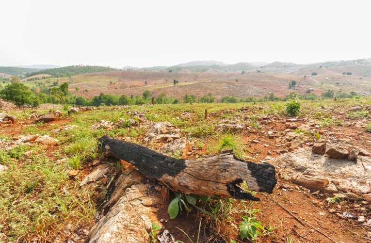 Bianca Jagger praises 18 million hectare forest restoration pledge