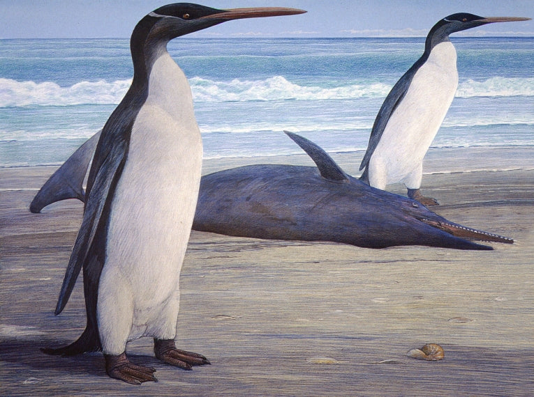Fossil from prehistoric penguin as tall as humans