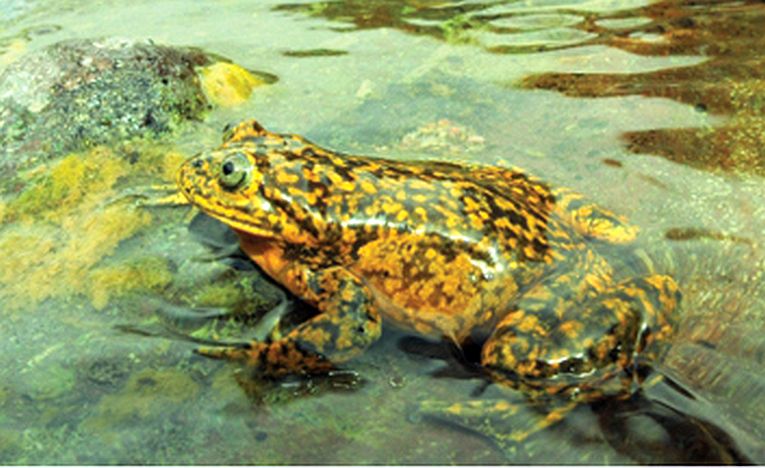 New Andean frog species survives, for now.