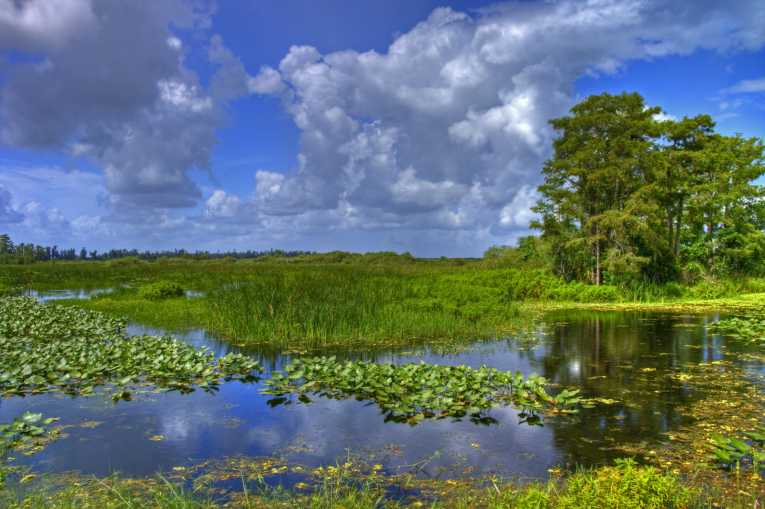From garbage tip to wildlife haven - new theory for Everglades tree islands