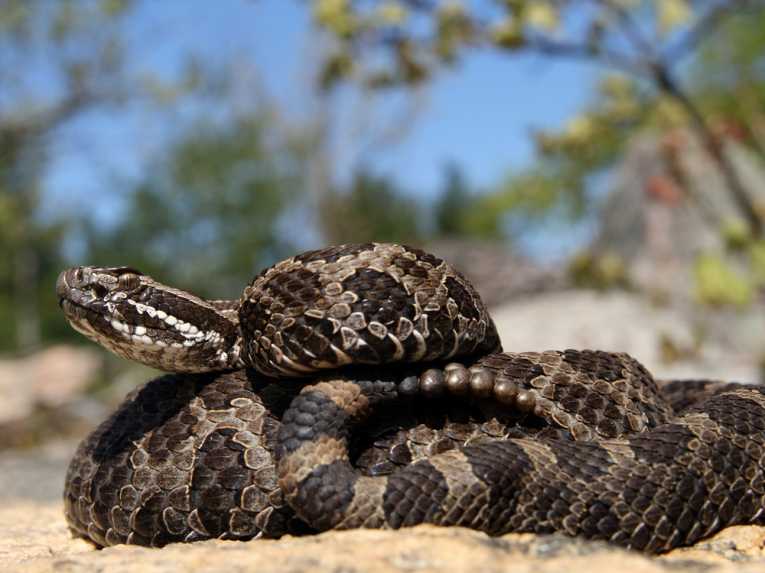 Fungal infection kills rare rattlesnakes