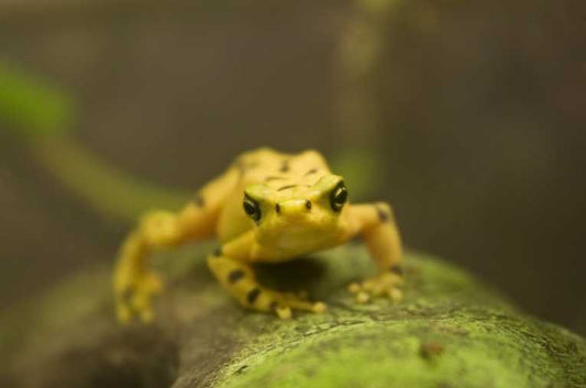 The fungus that killed frogs