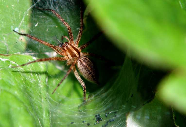 Spider venom-derived neurotoxin may assist research into heart, other diseases