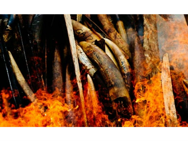 Making the ivory trade go up in smoke