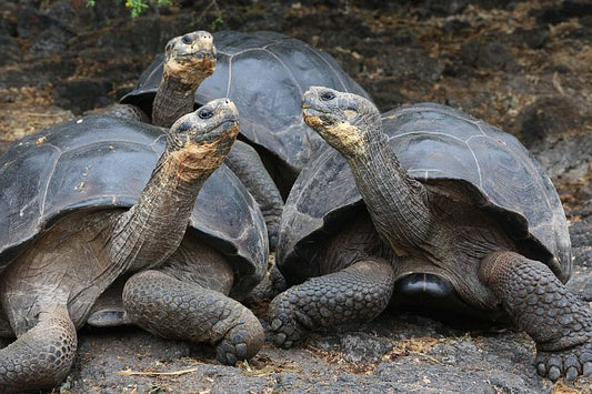 Hatching Giants on Galapagos!