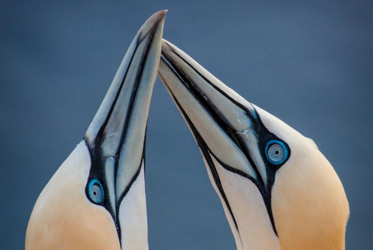 Gannets prove to be discard specialists