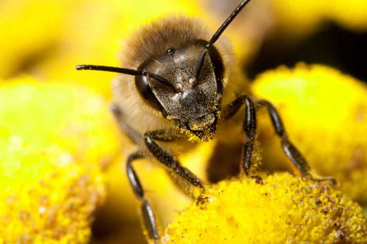 Giant polyandrous bees