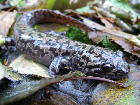 History of a giant salamander (Dicamptodon tenebrosus)