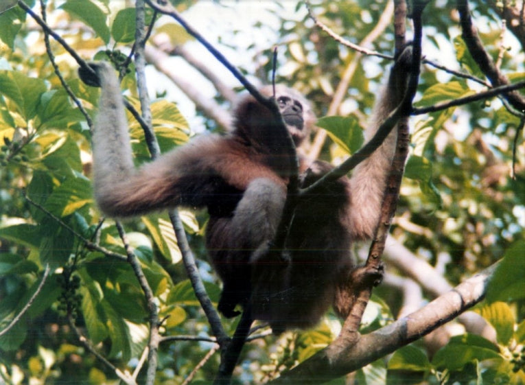 Hoolock gibbons rescued in India