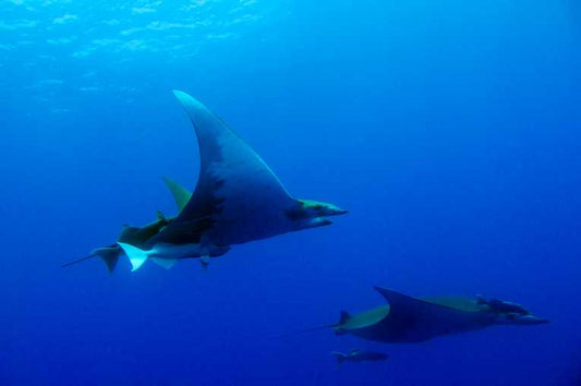 Gill rakers demand threatens manta and mobula rays