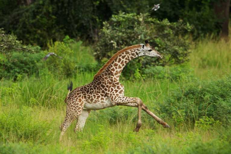 Male giraffe pelage colour changes linked to ageing