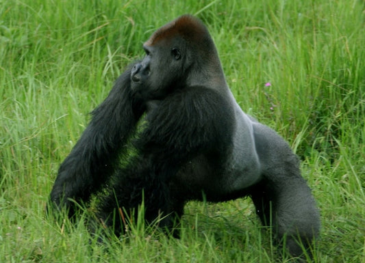 Gorilla Glutes get the Girls