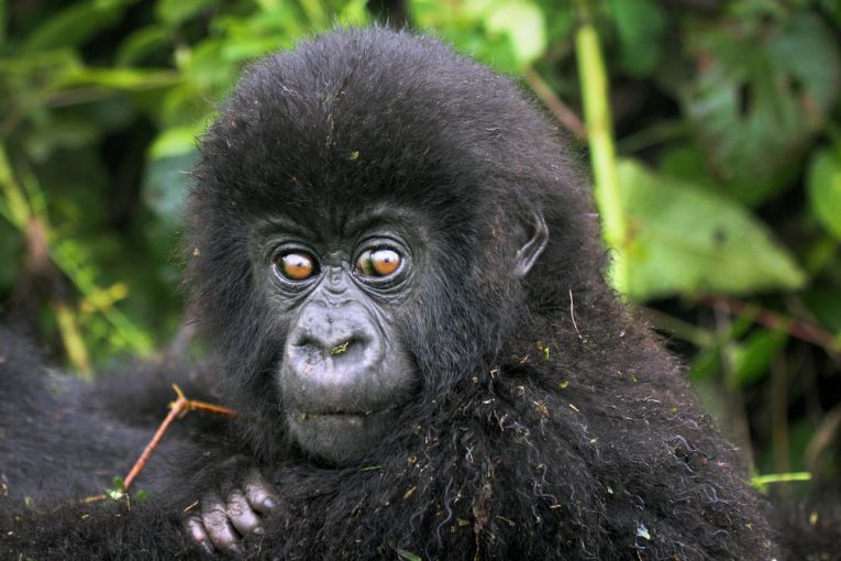 Virunga National Park safe - for now