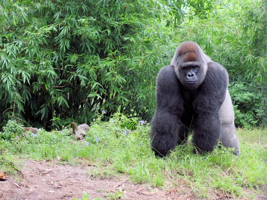 Gorillas and Chimpanzees to end up on a plate