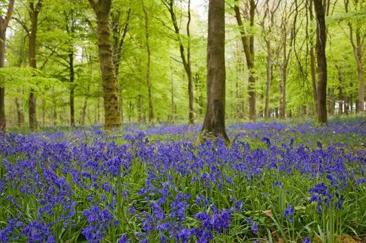 Government announces panel to decide the fate of UK forests