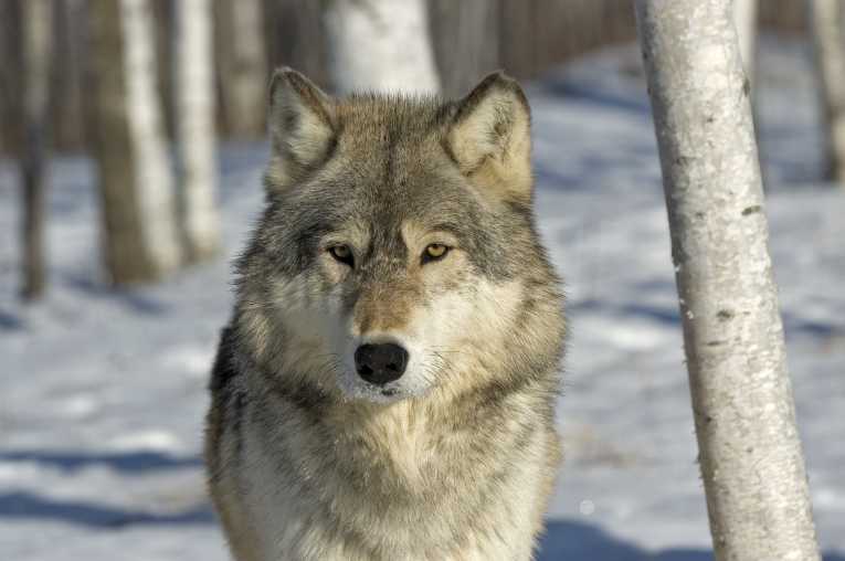 Gray wolf lawsuit settled in Idaho and Montana