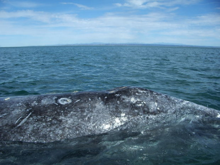 Critically endangered whales face fresh threat from new oil development