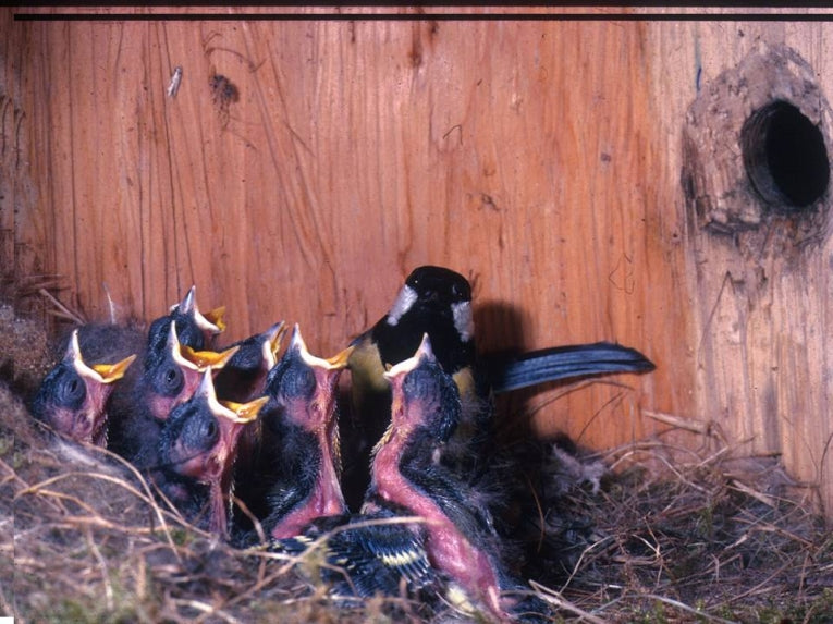 Nesting great tits join their neighbours in mobbing predators but only if they know them