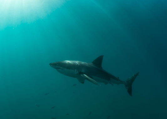 Great White versus Wave Glider