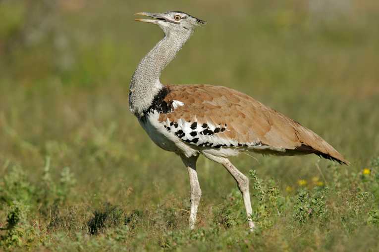 Britain's great bustards population set to take off thanks to EU funding boost