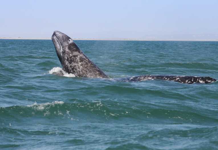 The Grey Whale in the Eastern Pacific