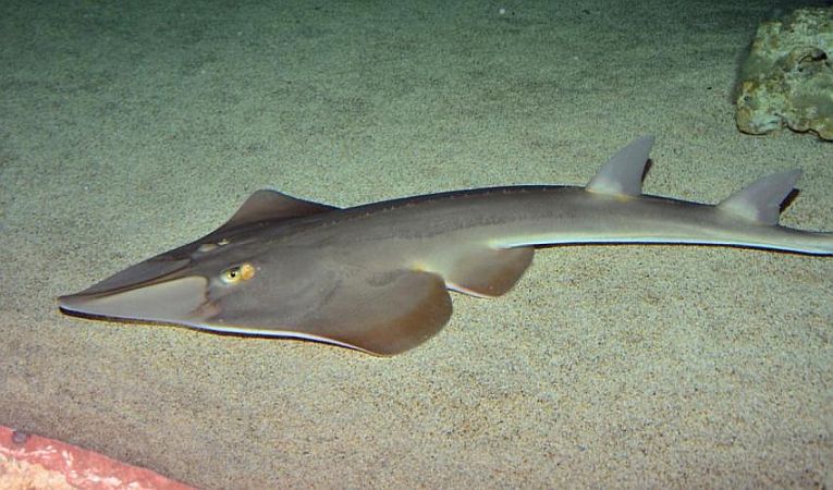 Sharks and rays suffer (extinction) in the Mediterranean