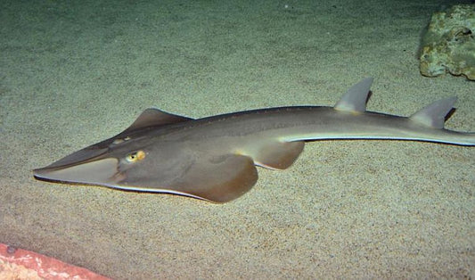 Sharks and rays suffer (extinction) in the Mediterranean