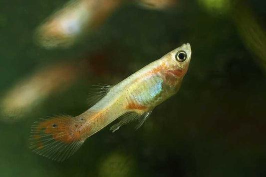 Guppies, mating and the social group