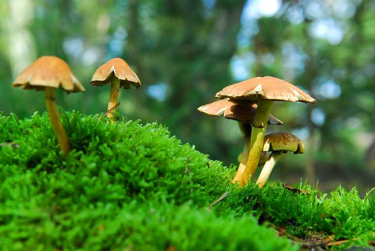 It's no hallucination, 'magic mushrooms' really expand the mind