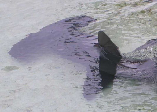 Northern Marianas leads Pacific Islands in fight against shark finners