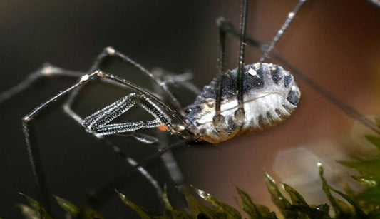 Springtails and harvestmen, a new predator/prey story