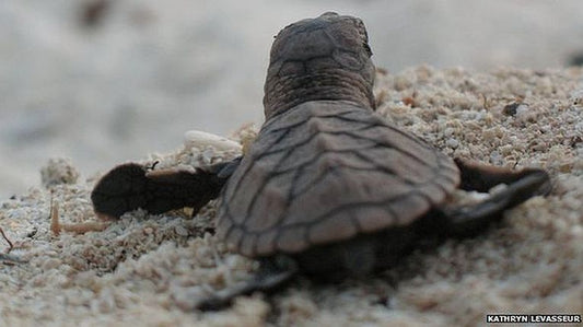 Jumby hawksbills enjoy their beach