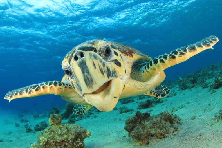 Conservation and sport help turtles