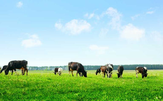 Foot-and-mouth infectious for less time - raising hopes for binning culls