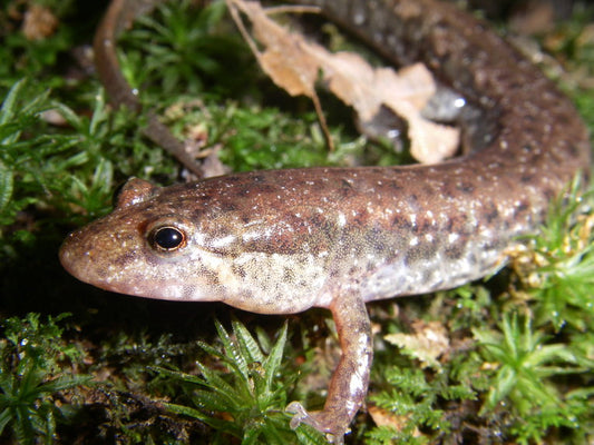 Heat is on for salamanders