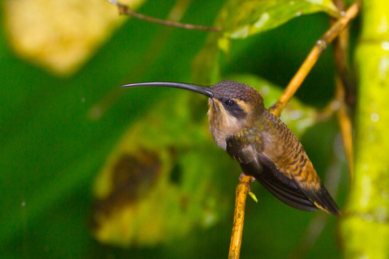 Changing your tune in hummingbirds