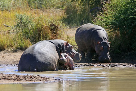 Oil threat to Virunga National Park