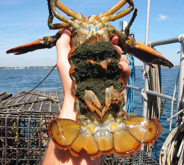 Lobsters lose out to global warming