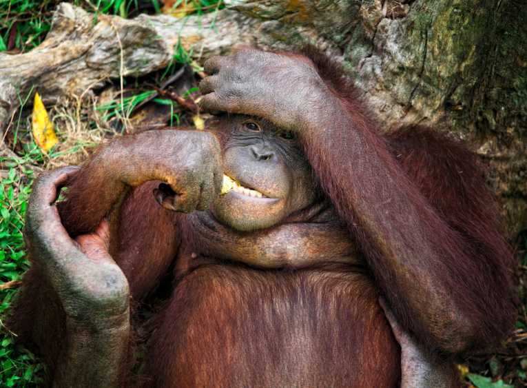 Hominids, orangutans, and really hard seeds