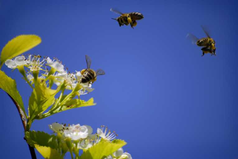 How the phorid fly infects honey bees may help understand Colony Collapse Disorder (CCD)