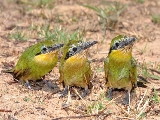 Honeyguide selection by interference competition