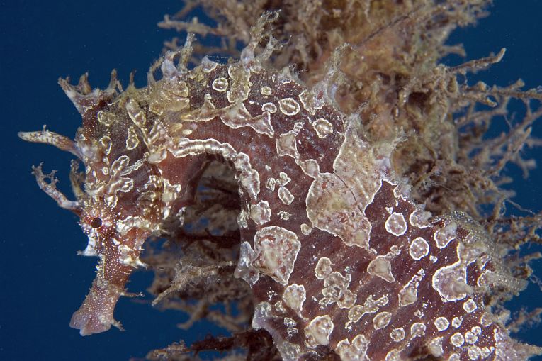 Seahorses live further north than we thought