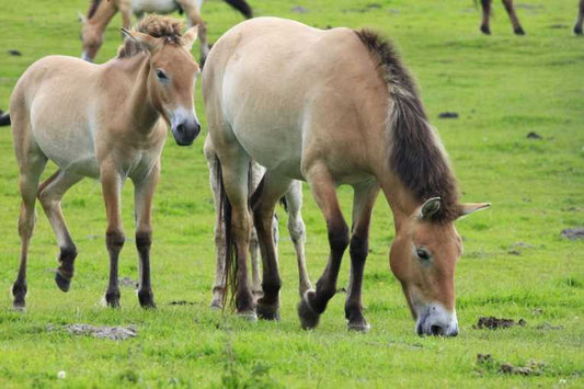 Horses look back